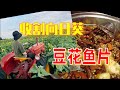 【爱迪生vlog】一起去多倫多向日葵花田，回到童年！這家川菜館的豆花魚片鍋超好吃！