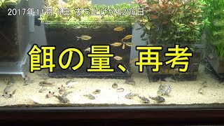 036 餌の量 再考 Aquarium 1cm コリドラス水槽 Youtube 036 餌の量 再考 Aquarium 1cm コリドラス水槽 Youtube