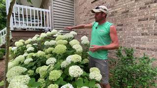 Its Worth A Grow Incrediball Hydrangea