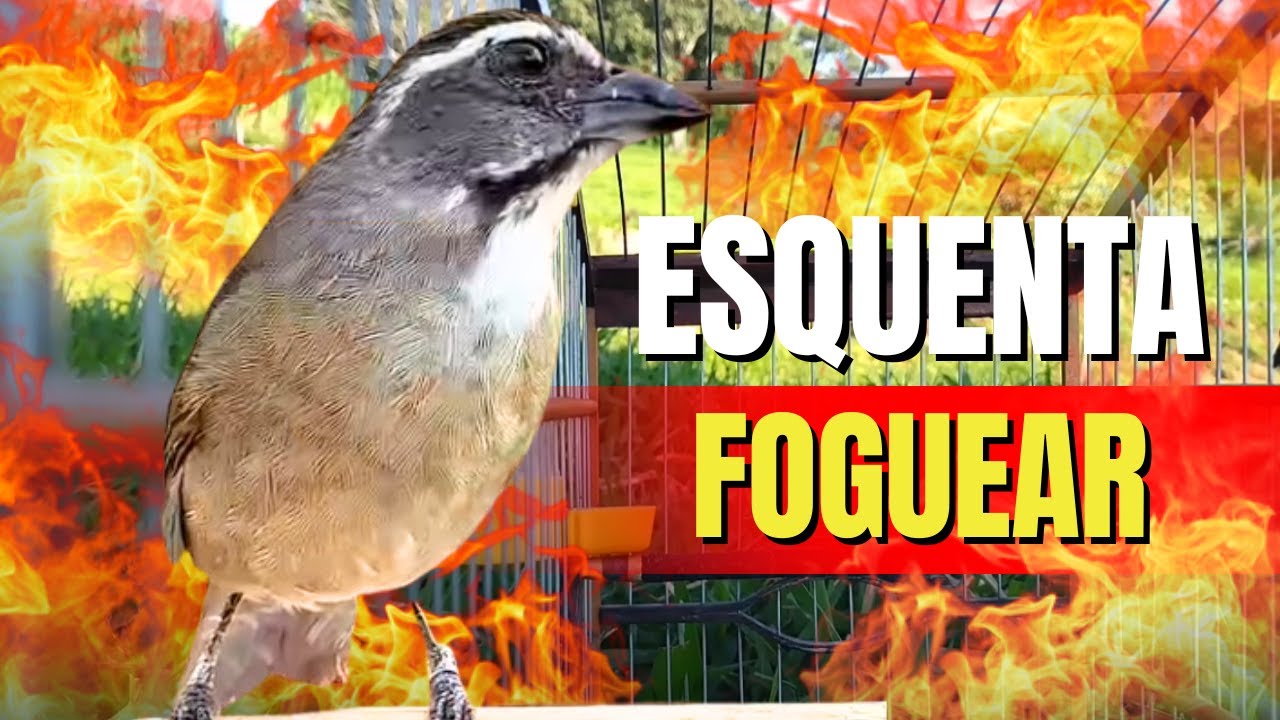 ESQUENTANDO TRINCA FERRO FRIO🟢LEVANTE SEU TRINCA FERRO 🟢MELHOR TRINCA FERRO CANTANDO PARA ESQUENTAR