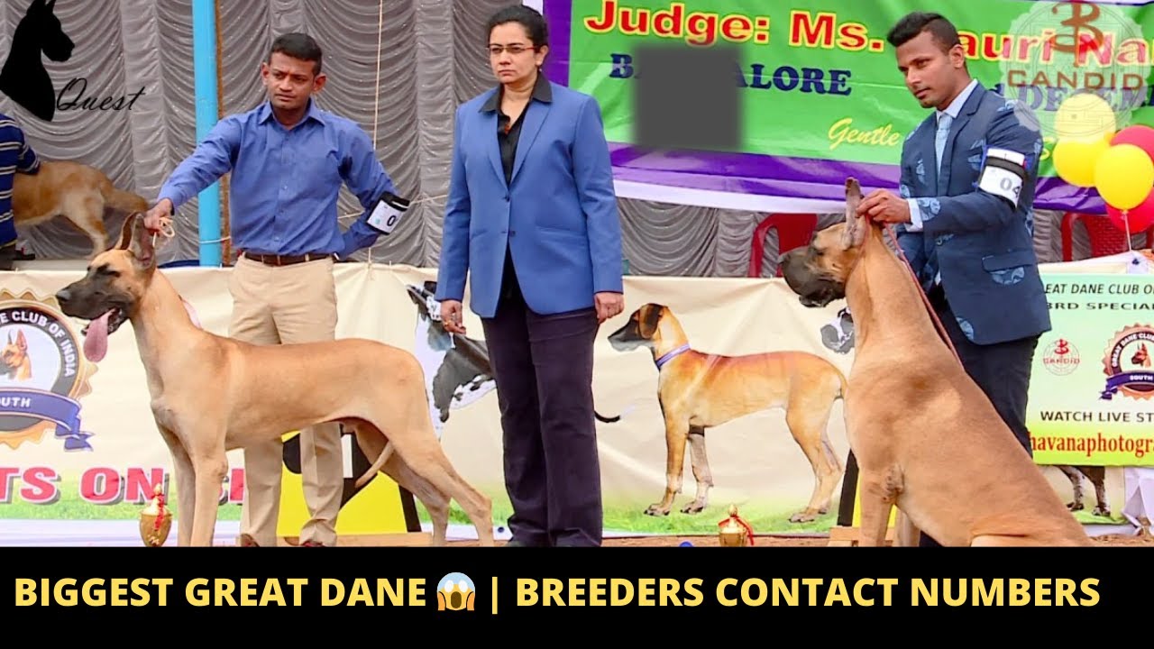 Great dane dog price in india | GREAT DANE 😱 DOG SHOW  | BREEDERS CONTACT NUMBERS DOGSBREEDOFFICIAL