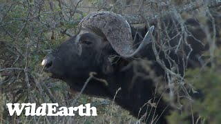 WildEarth - Sunset Safari - 01 August 2023