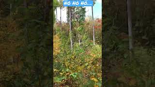 Oh No.. Not The Birch