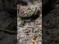 Can Burmese pythons in Florida survive cold weather?