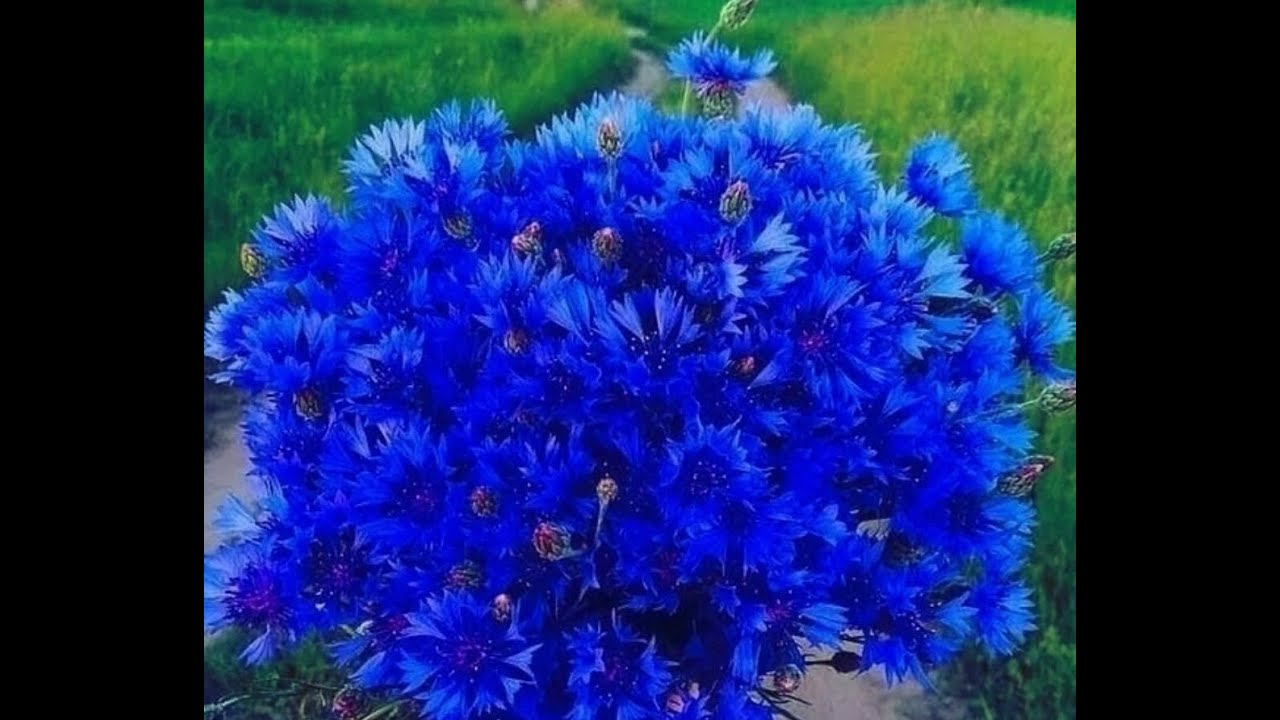 \"КРАСОТА-СТРАШНАЯ СИЛА!...\" 👌💐😍 - YouTube