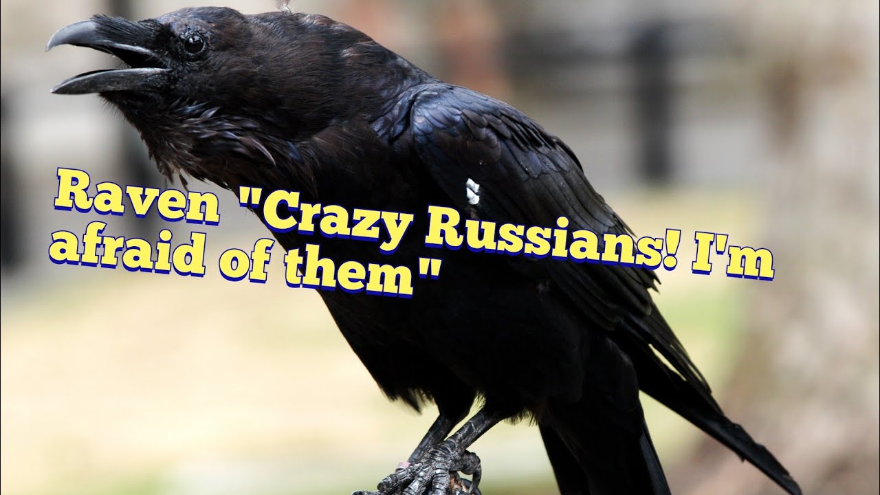 How To Say Raven In Russian