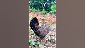 Gà CụC TÁC Cục Tác Chuẩn 2026 #garung #chicken #gà