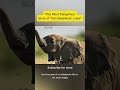 These Rare Elephant Twins Almost Didn’t Survive 😢#wildliferescue #animals #viral #facts #documentary