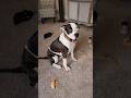 What happened to my office?? #dog #funnydogs #fyp #shorts