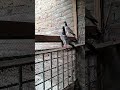 New Saith Pigeon Beauty 2021 #Shorts