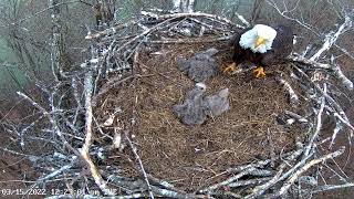 Dale Hollow Eagle Camera 15.03.2022 12:17