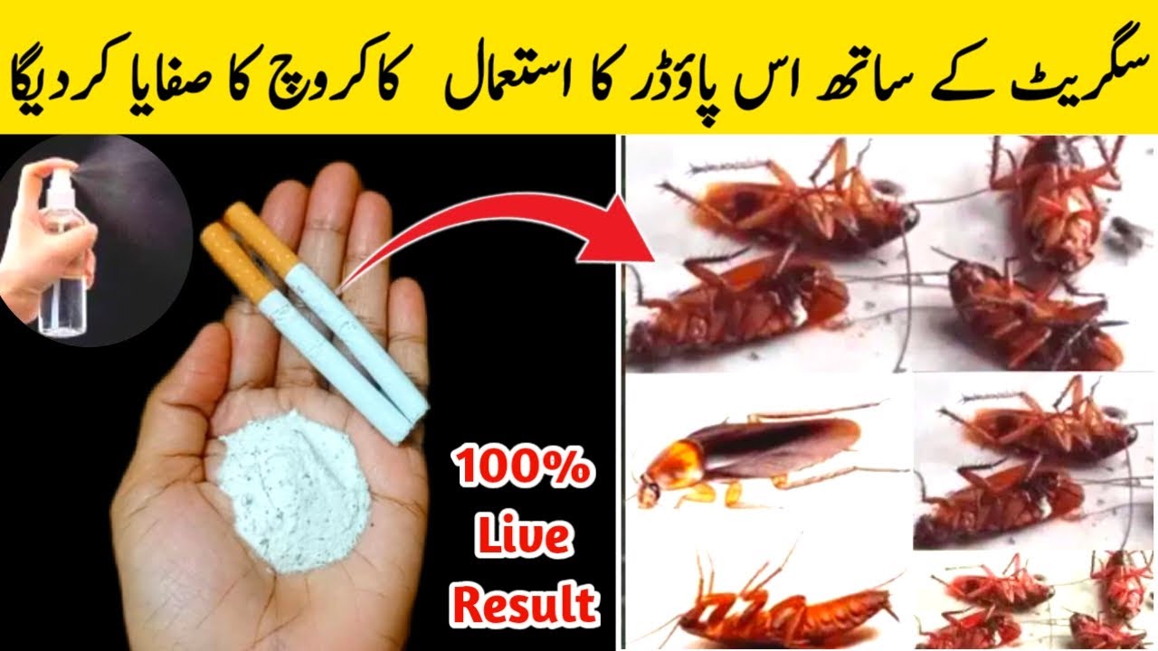 How to get rid of Cockroach,lizard | Best Cockroach killer Spray | cokroj | Coackroaches