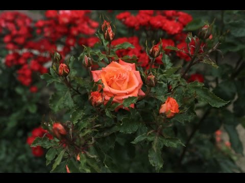 Video: Nikitsky Botanical Garden