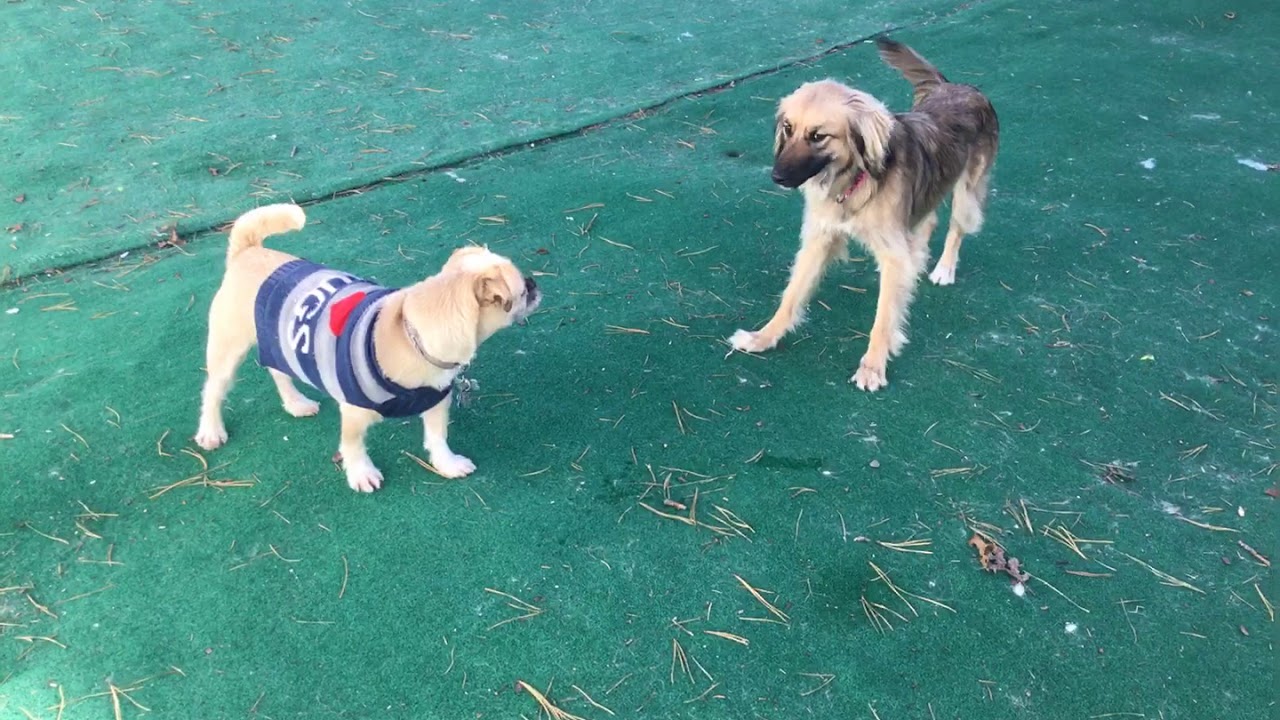 Kota's Place Dog Daycare YouTube