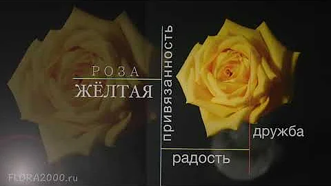 🌹Значение цвета РОЗЫ, какую розу выбрать?