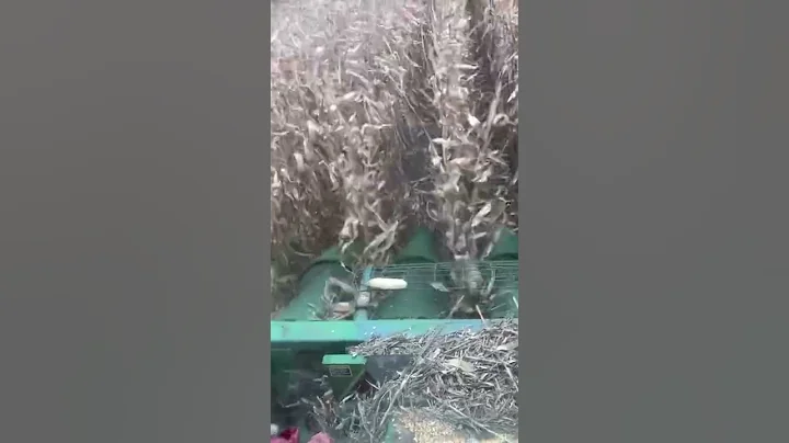 Corn Harvest