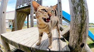 キジトラ猫が「一緒に公園で遊ぼうよ！」と元気な鳴き声で誘ってきた