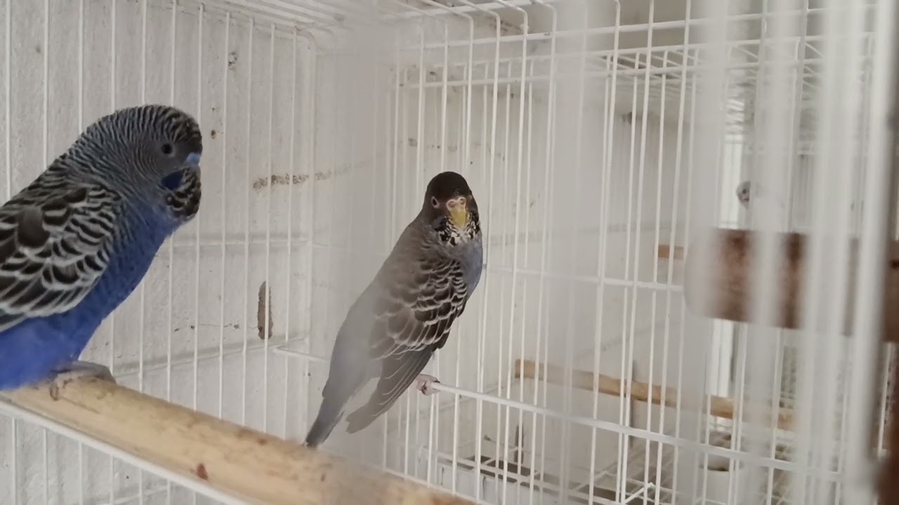 Black face violeta x Manto negro malva