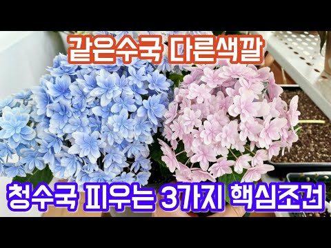 수국 파랗게 피우는 3가지 핵심조건!! 파란수국 피우는 과학적 원리!!