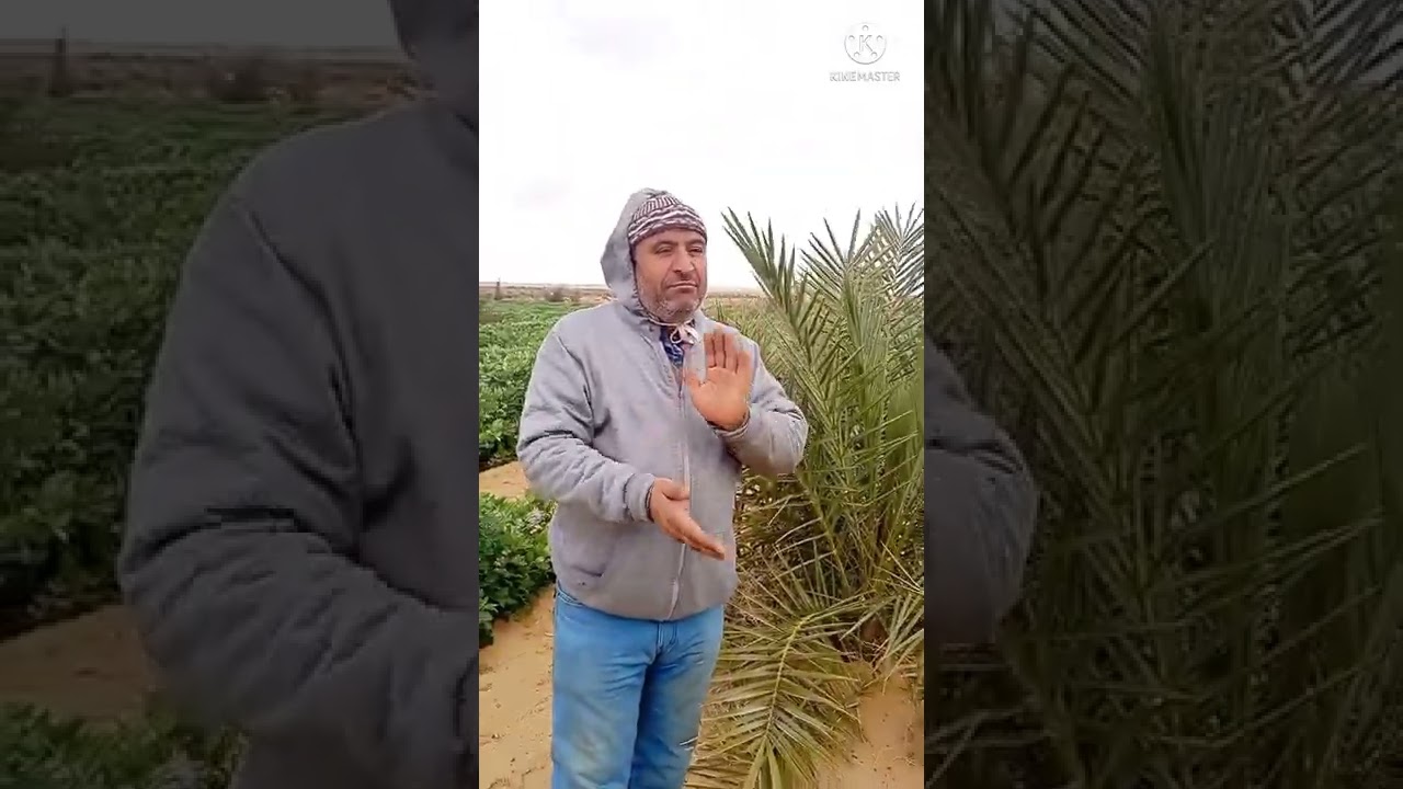 زيارة إلى مزرعة فلان ضيفنا هو الأستاذ كمال المعداوي من مزرعته ب المغرة وتجربة الفول الناجحة