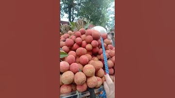 5000₫ cho một quả vải #lucngan #fruit #caytrong #ghepcay #vaithieu #shortsyoutube #mientay #mocchau