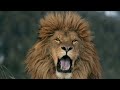 Barbary Lion :Why the Barbary Lion Had the Largest Mane in History - Africa’s Largest Predator: