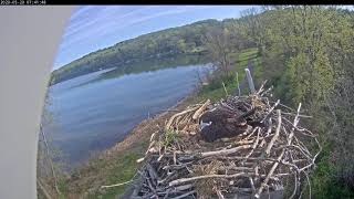 Hatching egg 20200520 073329 20200520 074810