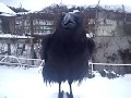 Вася ворон купается в снегу