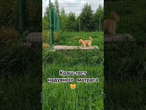 Краш-тест надувного матраса 😸