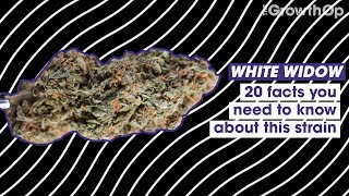 20 facts you need to know about White Widow | Strain Facts