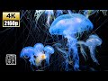 Effective for🥱Insomnia, get sleepy 12HRS / 4K UHD Beautiful Blueish💙Jellies.