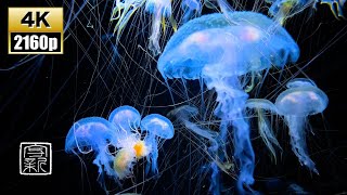 Effective for🥱Insomnia, get sleepy 12HRS \/ 4K UHD Beautiful Blueish💙Jellies.