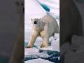 Urso Polar!#animais #curiosidades #ursopolar #shorts #fyp #natureza #animals #polarbear #bear