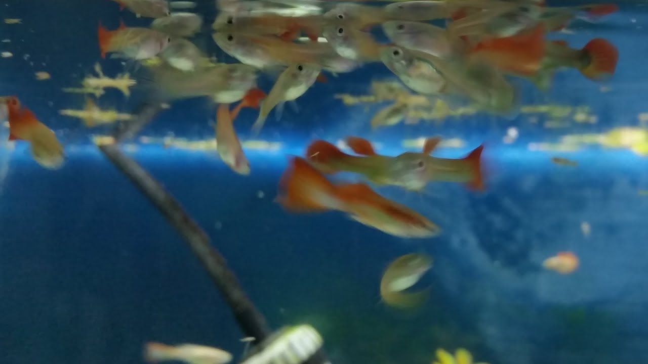 goldfish at top of tank