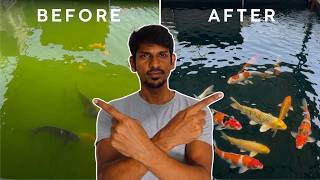 No More Green Water in Koi Pond! 🎏| UV Filter Installation | Algae Control in Aquarium 