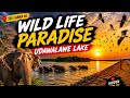 🌅 Most Beautiful Sunset Road in Sri Lanka 🇱🇰 | Udawalawe Lake
