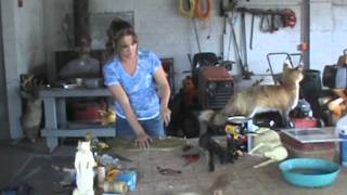 Tuesday with Trish -  Raccoon to Log Base
