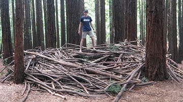 Exploring a Redwood Forest | Van Life Day 1