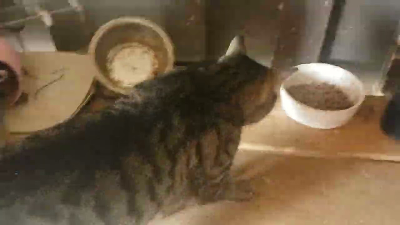 A Beautiful morning 🌄 in our Country Home. 