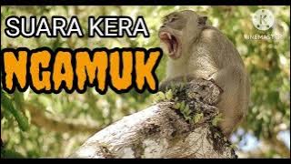 SUARA KERA LIAR ORI