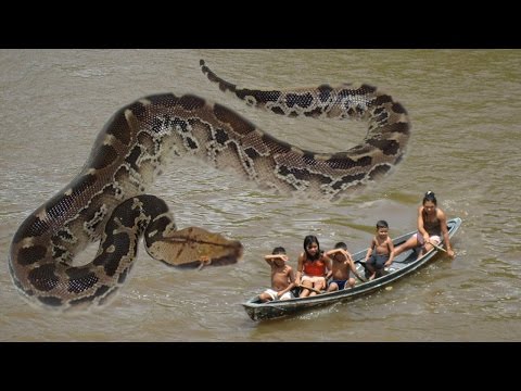 Horrid  Giant Snake Died In Red Sea 2016 -New Giant Snake (HD)