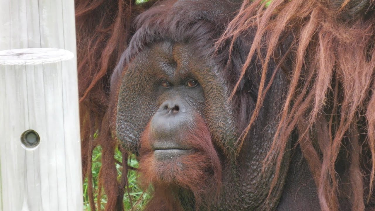 Robin and Primates Yokohama Zoo Zoorasia Orangutan 202409 - YouTube
