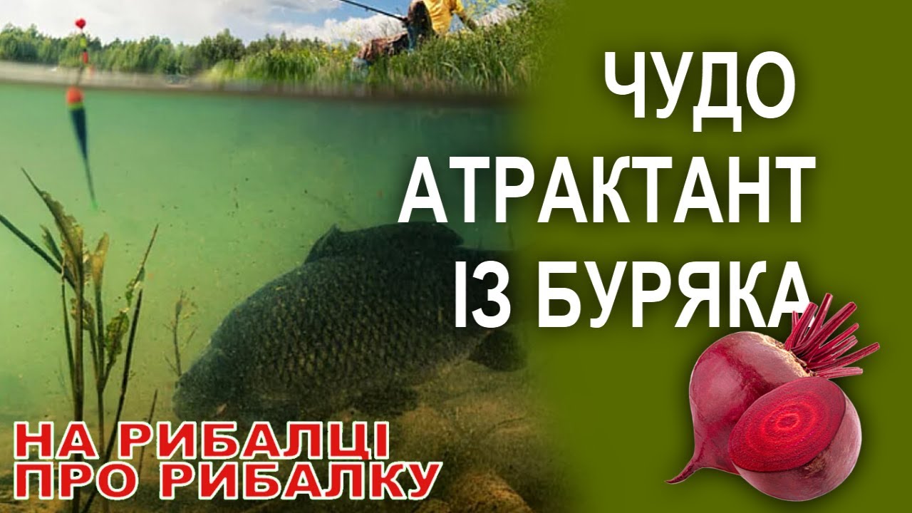 БЕТАЇН: Революційний рибальський аттрактант?