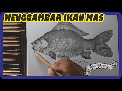 56 Populer Gambar Ikan Hiu Dengan Pensil