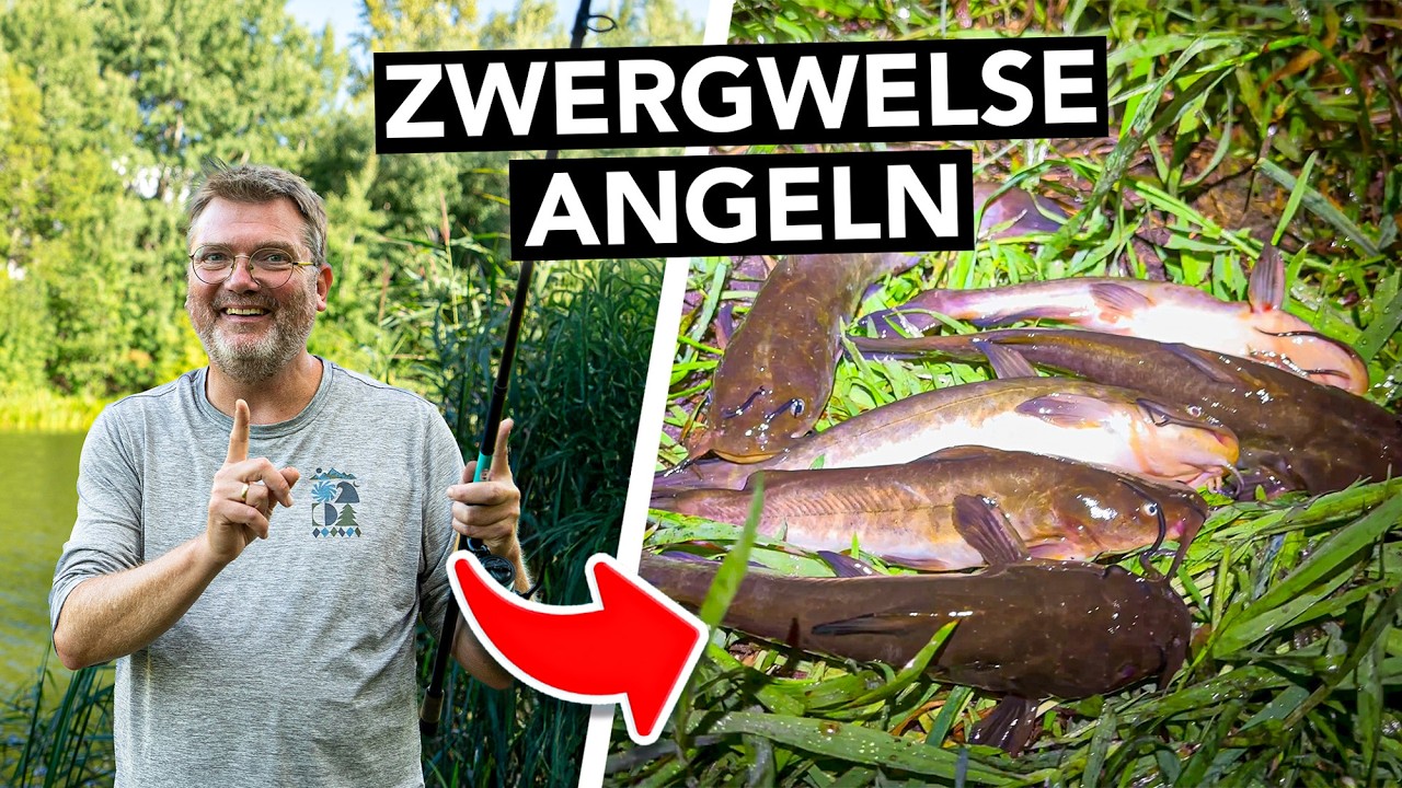 Angeln auf invasive Katzenwelse (Zwergwelse) 🐟 Catch & Cook