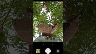 Capturing the Beauty of Birds 🕊️ #mobilephotography #shorts #birdphotography #trendingshorts #viral