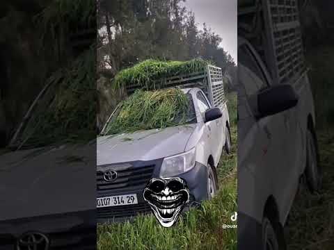 نريسكي مليار في الساعة  الشعب الصيني ماله حل