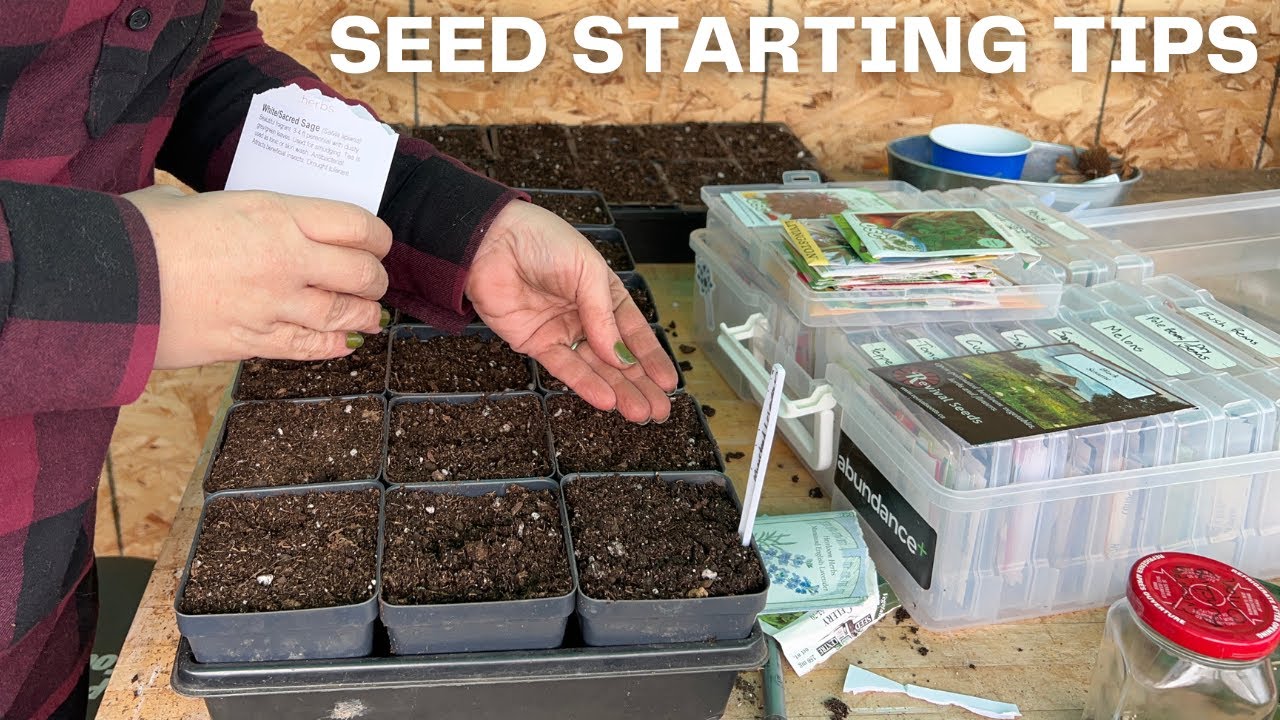 How I Start My Seeds For The Garden YouTube