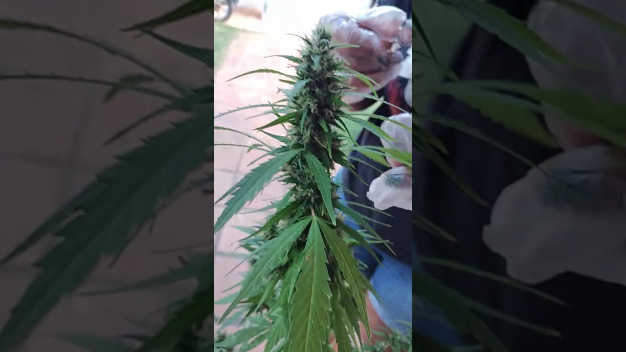Poda no pé de cannabis no Uruguai, cortando a maconha