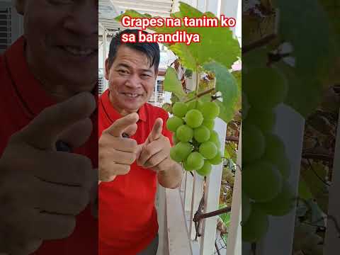 Grapes na tanim ko sa barandilya, ang sipag magbunga #highlights #youtuber #viral #farming
